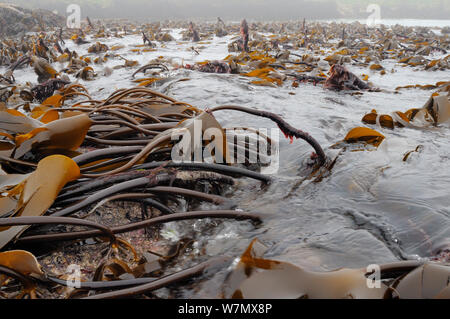 Dichtes Bett von Cuvie/Forest Kelp (Laminaria hyperborea) auf einer niedrigen Spring Tide, North Berwick ausgesetzt, East Lothian, Großbritannien, Juli Stockfoto