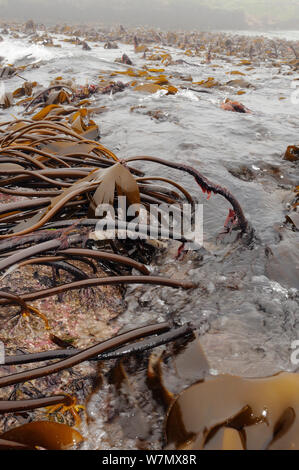 Dichtes Bett von Cuvie/Forest Kelp (Laminaria hyperborea) auf einer niedrigen Spring Tide, North Berwick ausgesetzt, East Lothian, Großbritannien, Juli Stockfoto