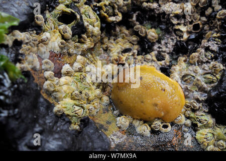 Meer Zitrone (Archidoris pseudoargus) Sea Slug unter Gemeinsamen Seepocken (Semibalanus balanoides) befestigt auf einer niedrigen Spring Tide, Crail, Schottland, UK Rock ausgesetzt, Juli Stockfoto