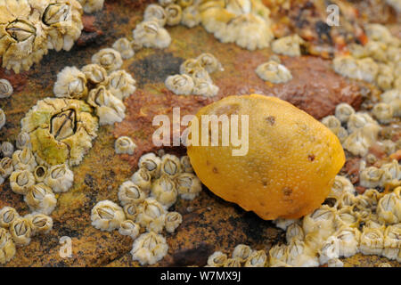 Meer Zitrone (Archidoris pseudoargus) Sea Slug unter Gemeinsamen Seepocken (Semibalanus balanoides) befestigt auf einer niedrigen Spring Tide, Crail, Schottland, Großbritannien, Juli bis Rock ausgesetzt. Stockfoto