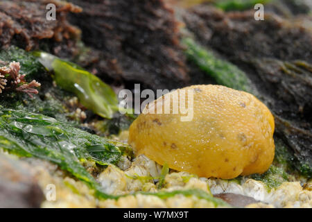 Meer Zitrone (Archidoris pseudoargus) Sea Slug unter Gemeinsamen Seepocken (Semibalanus balanoides) befestigt auf einer niedrigen Spring Tide, Crail, Schottland, UK Rock ausgesetzt, Juli Stockfoto