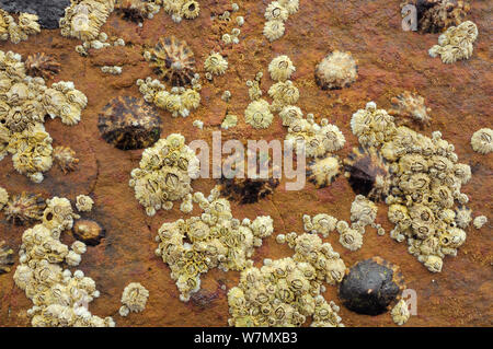 Gemeinsame Kletten (Patella Vulgata) und Gemeinsame Seepocken (Balanus balanoides) Felsen bei Ebbe, Crail, Schottland, Großbritannien, Juli ausgesetzt zu Sandstein. Stockfoto