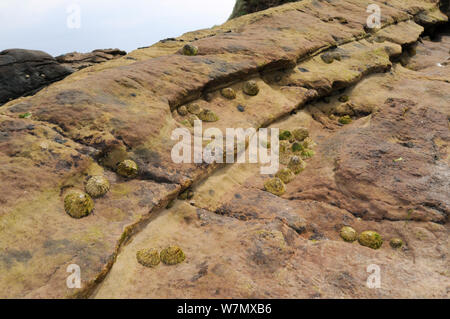 Gemeinsame Kletten (Patella Vulgata) in senklöchern und Vertiefungen in rotem Sandstein Felsen hoch am Ufer bei Crail, Schottland, Großbritannien, Juli clustered Stockfoto