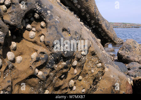 Gemeinsame Kletten (Patella Vulgata) und Gemeinsame Seepocken (Balanus balanoides) eingebettet in Depressionen und unter einem überhang in Sandsteinfelsen hoch am Ufer bei Crail, Schottland, Großbritannien, Juli. Stockfoto