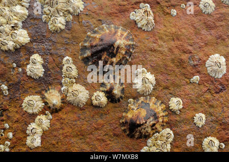 Gemeinsame Kletten (Patella Vulgata) und Gemeinsame Seepocken (Balanus balanoides) Felsen bei Ebbe, Crail, Schottland, Großbritannien, Juli ausgesetzt zu Sandstein. Stockfoto