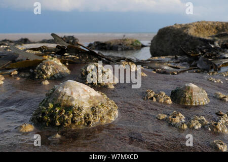 Gemeinsame Kletten (Patella Vulgata) mit gemeinsamen Seepocken (Balanus balanoides) Boulder niedrig auf Shoreline zu Sandstein, bei Ebbe freigelegt, St. Bienen, Cumbria, Großbritannien, Juli. Stockfoto