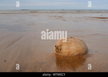 Gemeinsame Herz urchin/Meer Kartoffel (Echinocardium cordatum), ein grabenden Seeigel, gewaschen, an einem Sandstrand, St. Bienen, Cumbria, Großbritannien, Juli. Stockfoto