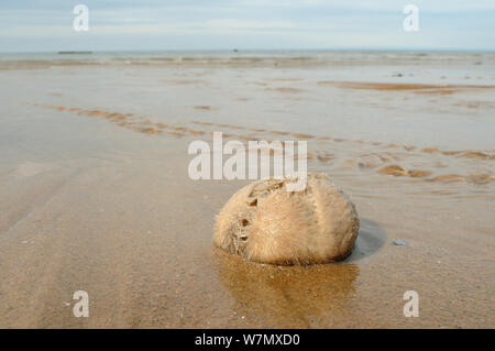 Gemeinsame Herz urchin/Meer Kartoffel (Echinocardium cordatum), ein grabenden Seeigel, gewaschen, an einem Sandstrand, St. Bienen, Cumbria, Großbritannien, Juli. Stockfoto