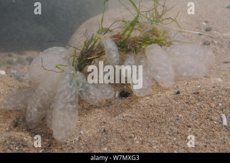 Gemeinsame Europäische squid Eibeutel (Alloteuthis/Loligo subulata), mit der Entwicklung von Embryonen sichtbar, im rockpool nach angeschwemmt wird, St. Bienen, Cumbria, Großbritannien, Juli. Stockfoto