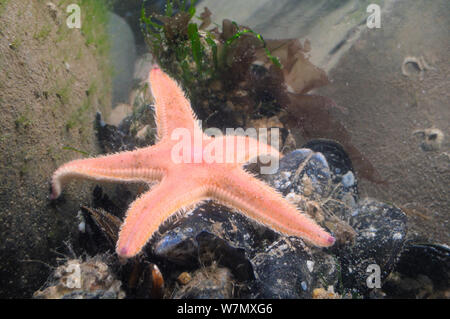 Stachelige kamm Seestern/Sand Sterne (Astropecten irregularis) Gemeinsame Miesmuscheln (Mytilus edulis), nachdem Sie in ein rockpool während eines Sturms, St. Bienen, Cumbria, Großbritannien, Juli gewaschen. Stockfoto