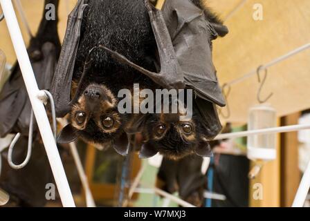 Spectacled Flying Foxes (Pteropus conspicillatus) Waisen in Tolga Bat Krankenhaus, hängen an Wäschetrockner mit Flüssigkeit zur Verfügung, Atherton, North Queensland, Australien, Dezember 2007. Stockfoto