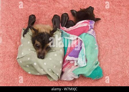 Spectacled Flying Fox (Pteropus conspicillatus) Babys in Tuch bereit zu schlafen, Tolga Bat Krankenhaus, Atherton, North Queensland, Australien. Januar 2008. Stockfoto