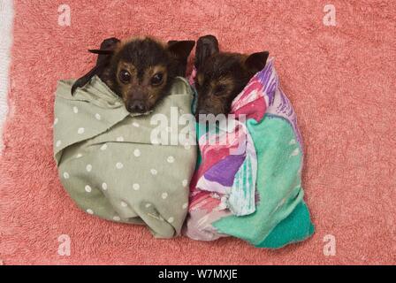 Spectacled Flying Fox (Pteropus conspicillatus) Babys in Tuch bereit zu schlafen, Tolga Bat Krankenhaus, Atherton, North Queensland, Australien. Januar 2008. Stockfoto