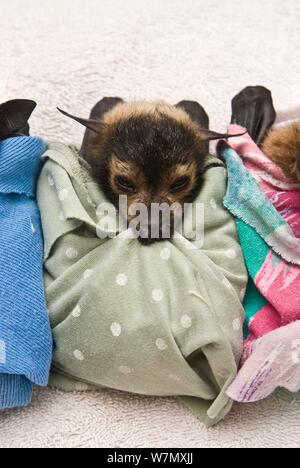 Spectacled Flying Fox (Pteropus conspicillatus) Babys in Tuch bereit zu schlafen, Tolga Bat Krankenhaus, Atherton, North Queensland, Australien. Januar 2008. Stockfoto