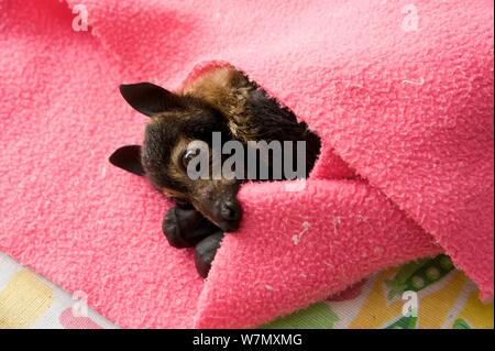 Spectacled Flying Fox (Pteropus conspicillatus) Babys in Tuch bereit zu schlafen, Tolga Bat Krankenhaus, Atherton, North Queensland, Australien. Januar 2008. Stockfoto