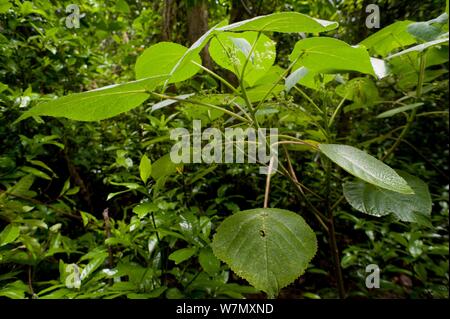 Die stechenden Tree/Gympie-Gympie (Dendrocnide moroides) im Regenwald, Tolga, Atherton Hochland, Queensland, Australien. Eines der weltweit am meisten giftigen Pflanzen, die Monate der unerträglichen Schmerz verursachen kann. Stockfoto