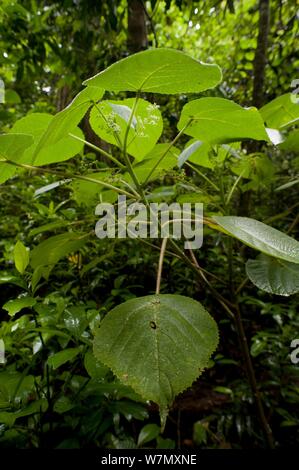 Die stechenden Tree/Gympie-Gympie (Dendrocnide moroides) im Regenwald, Tolga, Atherton Hochland, Queensland, Australien. Eines der weltweit am meisten giftigen Pflanzen, die Monate der unerträglichen Schmerz verursachen kann. Stockfoto