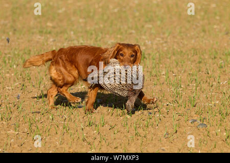 Cocker Spaniel hund Abrufen von Red legged Partridge (alectoris Rufa) auf Schießen, Großbritannien, Oktober. Stockfoto