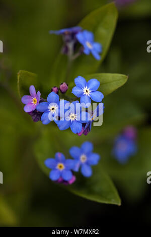 Forget-me nicht (Myosotis asiatica) in Blüte, UK, April. Stockfoto