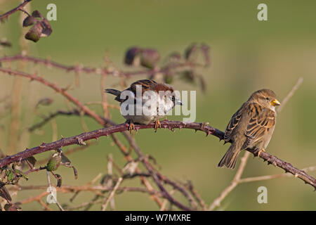 Haussperling (Passer domesticus) männlich und weiblich in der Hecke, Großbritannien, Februar thront. Stockfoto