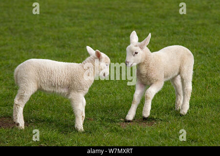 Inländische Schafe (Ovis aries) zwei Lämmer spielen in der Wiese, Norfolk, UK, April. Stockfoto