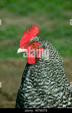 Maran Huhn (Galllus Gallus domesticus) Portrait, UK, März. Stockfoto