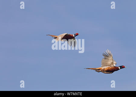 Fasan (Phasianus colchicus) zwei im Flug, auf gameshoot, Essex, Großbritannien, Oktober gefahren wird. Stockfoto