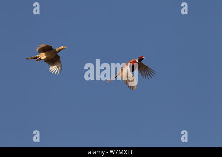 Fasan (Phasianus colchicus) zwei im Flug, auf gameshoot, Essex, Großbritannien, Oktober gefahren wird. Stockfoto