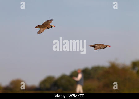 Red legged Rebhühner (alectoris Rufa) zwei im Flug, Schießen, Großbritannien, Oktober angetrieben. Stockfoto