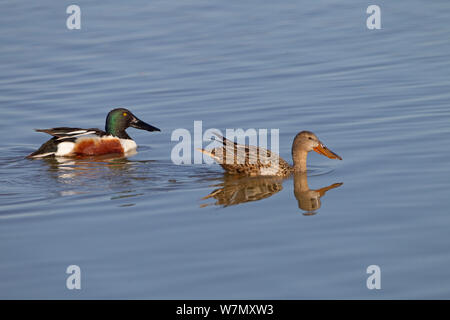 Northern shoveler (Anas Clypeata) Paar schwimmen auf Wasser, UK, März. Stockfoto