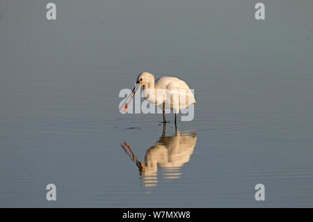 Weißer Löffler (Platalea leucorodia) Ernährung in Wasser, Cley Sümpfe, Norfolk, UK, März Stockfoto