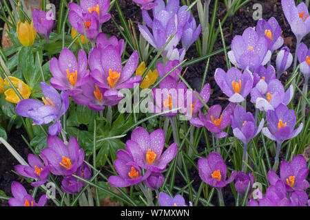 Frühlings-Krokus und Winter Aconites im Garten Einstellung Norfolk März Stockfoto