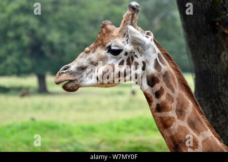 Giraffe im Cotswold Wildilfe Park, Burford, England, Großbritannien Stockfoto