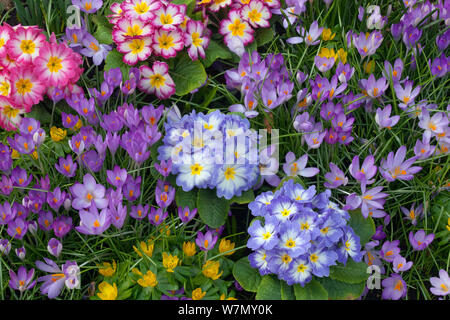 Frühling Crocus Aconites Polyanthus und Schneeglöckchen im Garten Einstellung Norfolk März Stockfoto