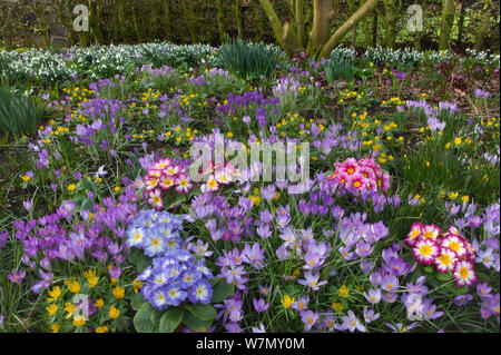 Frühling crocus Aconites Primel und Schneeglöckchen Blüte im Garten Norfolk, Februar Stockfoto