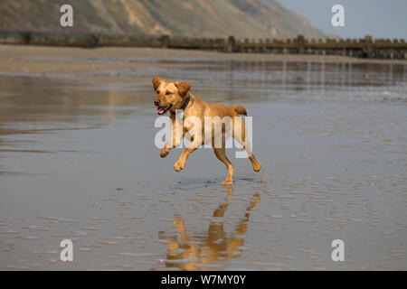 Gelben Labrador entlang Norfolk Strand, UK, April 2012 Stockfoto