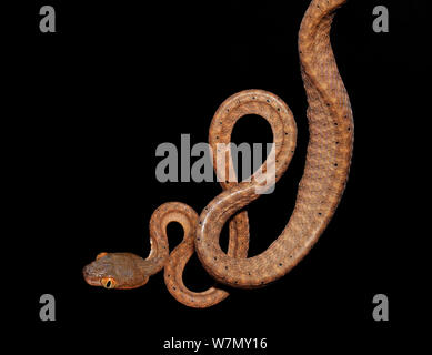 Schwarze Leitung Cat eye snake (boiga Nigriceps) unverlierbaren, aus Südostasien Stockfoto