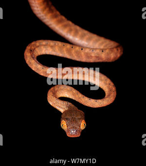 Schwarze Leitung Cat eye snake (boiga Nigriceps) unverlierbaren, aus Südostasien Stockfoto