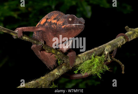 Panther chameleon (Furcifer pardalis) braun eingefärbt, auf Zweig, Captive, aus Madagaskar Stockfoto