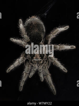 Brasilianische black Tarantula (Grammostola pulchra) unverlierbaren, aus Brasilien Stockfoto