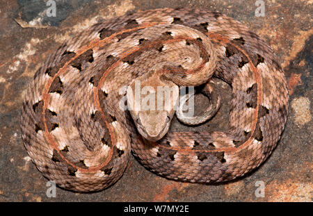 Der Lansbergi hognosed pitviper (Porthidium lansbergii lansbergii) unverlierbaren, aus Mittel- und Südamerika Stockfoto