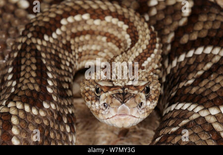 Südamerikanische Klapperschlange (Crotalus durissus cumanensis) gefangen, von Venezuela und Kolumbien Stockfoto