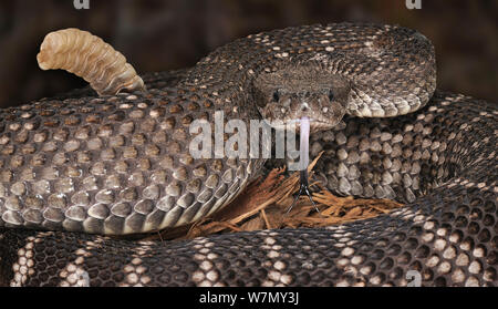 Santa Catalina Island Klapperschlange (Crotalus catalinensis) gefangen, von Santa Catalina, Golf von Kalifornien, vom Aussterben bedroht Stockfoto