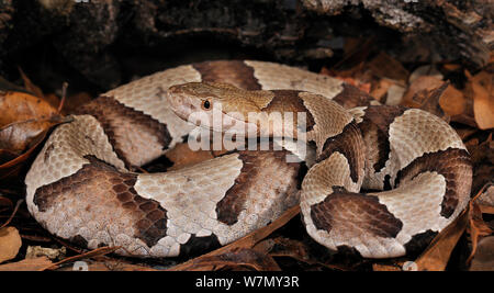 Südliche copperhead snake (Agkistrodon contortrix contortrix) gefangen, aus dem Süden der USA Stockfoto