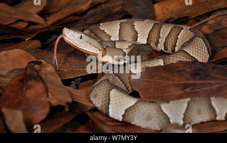 Südliche copperhead snake (Agkistrodon contortrix contortrix) gefangen, aus dem Süden der USA Stockfoto