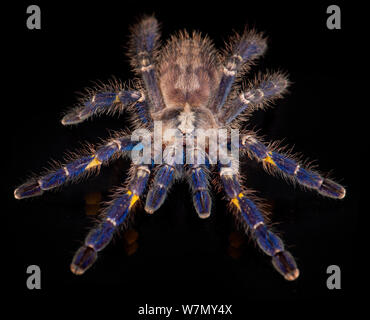 Gooty Sapphire Zierbäume Spinne (poecilotheria Metallica), Captive, aus Asien, akut gefährdet. Stockfoto