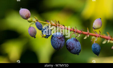 Eine Makroaufnahme einer Krabbe spider Fütterung auf ein mahonia japonica Bush Berry. Stockfoto