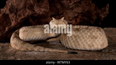 Das Feld Horned Viper, (Pseudocerastes fieldi Persicus) gefangen, aus dem Nahen Osten Stockfoto