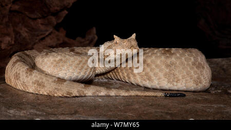 Das Feld Horned Viper, (Pseudocerastes fieldi Persicus) gefangen, aus dem Nahen Osten Stockfoto