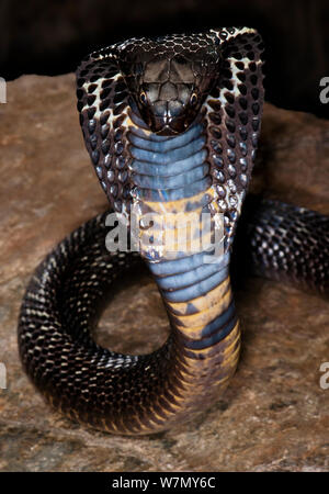 Schwarz pakistanischen Cobra, (Naja naja karachiensis) unverlierbaren aus dem Nahen Osten